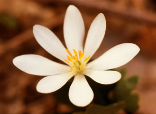 Sanguinaria s0052